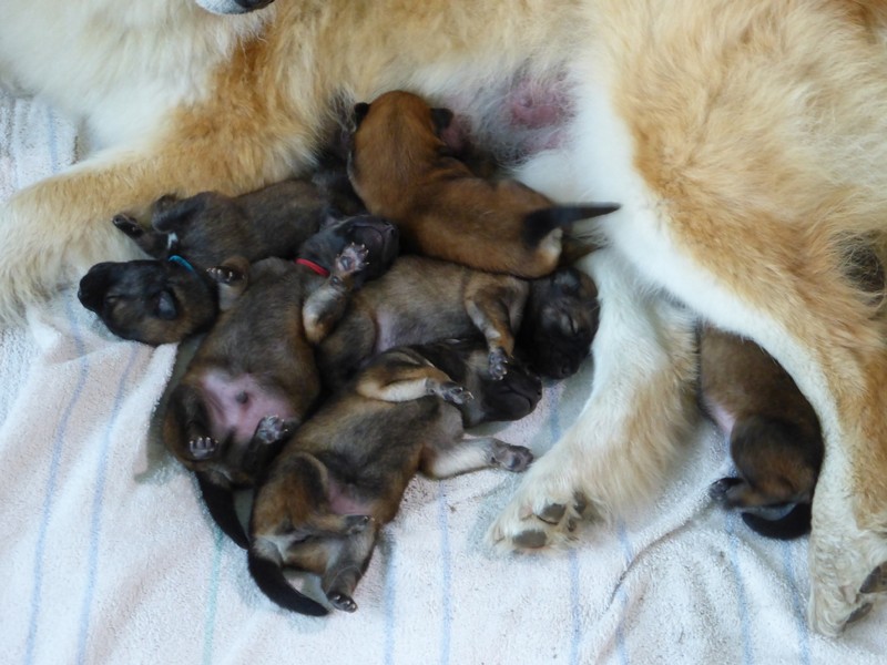 2 Woche Eurasier Vom Seeholzle
